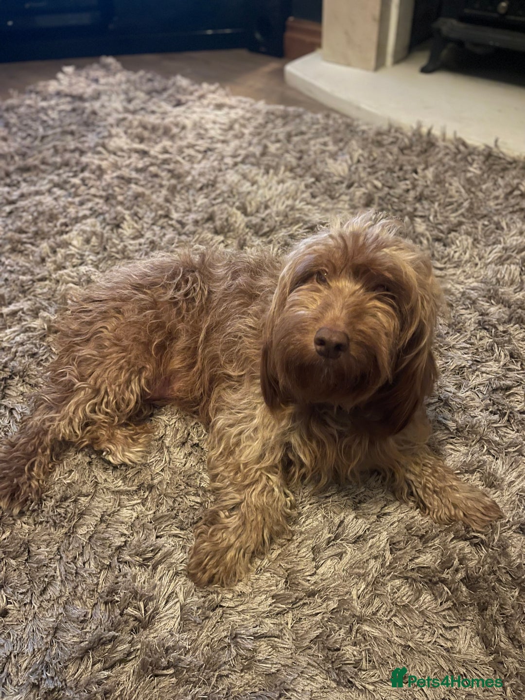 Cockapoo dogs for sale: f1b toy  stunning cockerpoos  - Image 30
