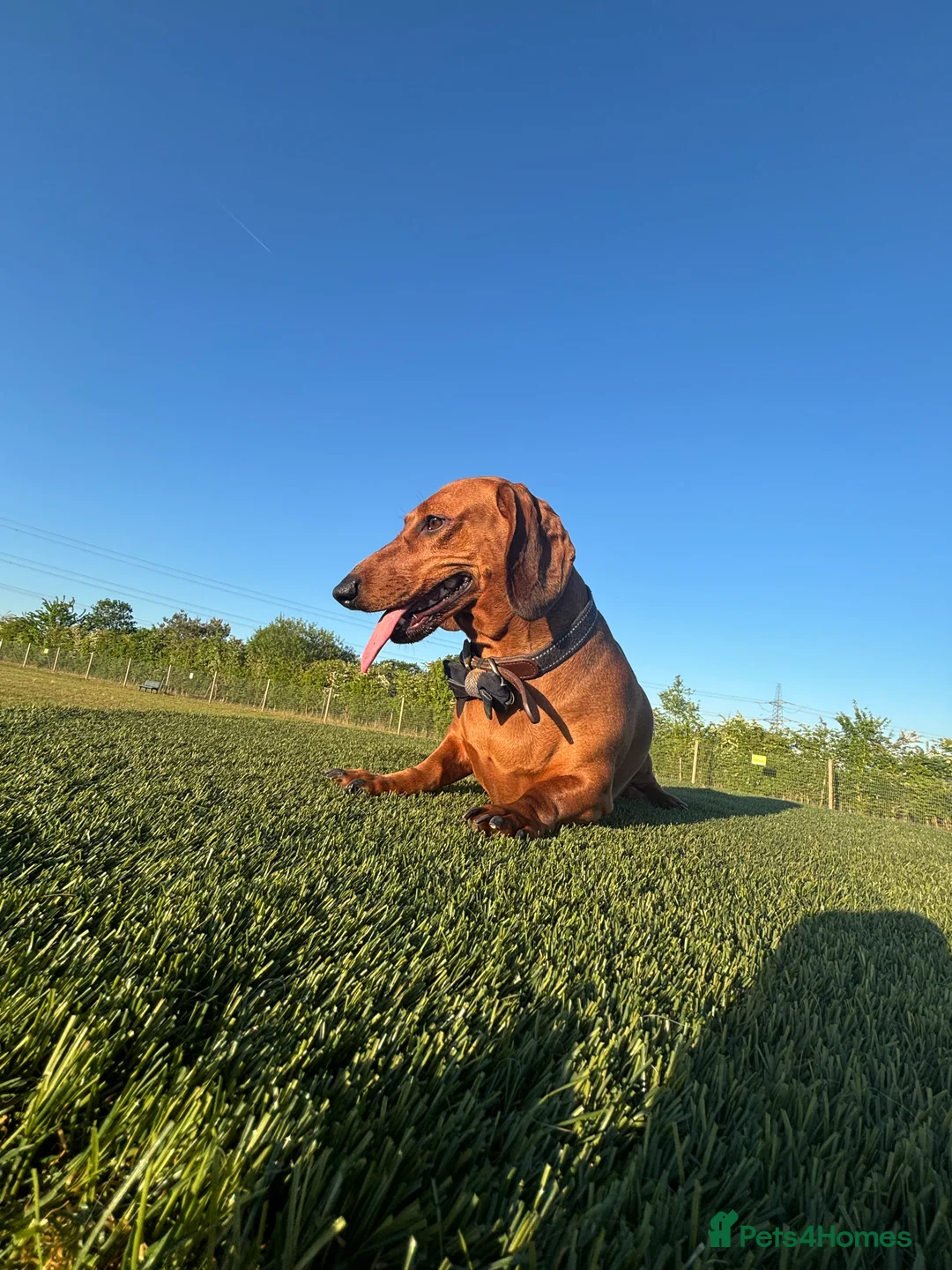 Dachshund dogs for sale: Red pedigree Dachshund  - Advert 12