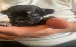 Chihuahua dogs for sale: Pure bred chihuahua pups for reserve - Image 12