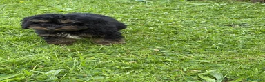 Cockapoo 1