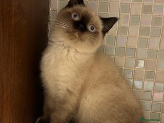 British Shorthair cats British Shorthair Colourpoint Kittens – Boys - Advert 12