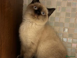 British Shorthair cats British Shorthair Colourpoint Kittens – Boys - Advert 18