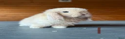 Mini Lop rabbits for sale: Lovely mini lops looking for a new home  - Advert 1