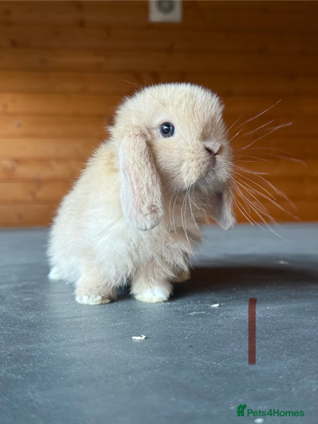 Mini Lop rabbits for sale: Lovely mini lops looking for a new home  - Advert 1