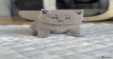 Scottish Fold cats - Advert 9