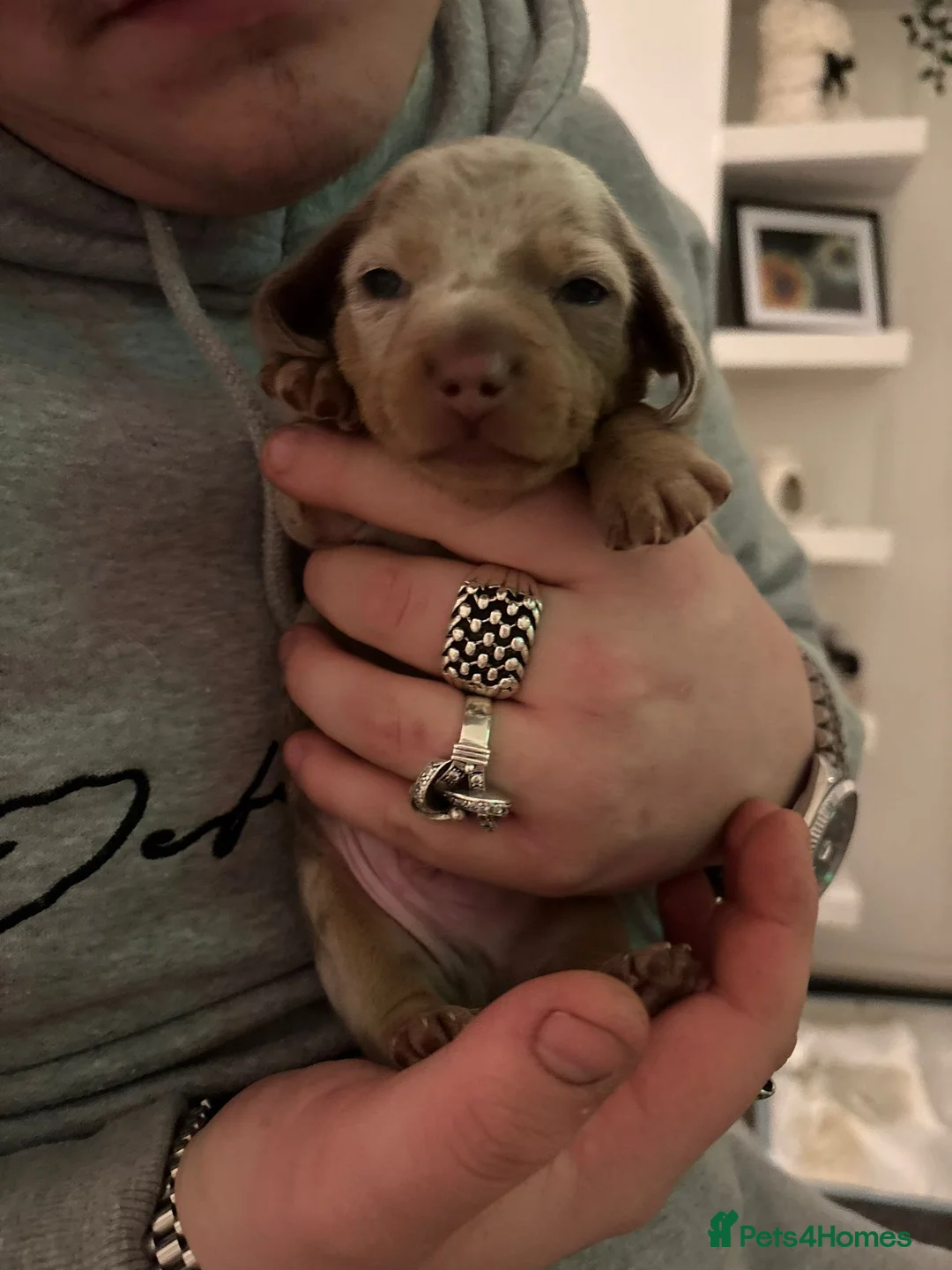 Dachshund dogs for sale: 3 beautiful Pups ready for new homes on 6th March - Advert 3