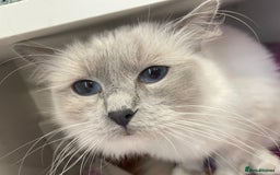 Ragdoll cats for sale: Ragdoll male kittens  - Image 4