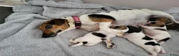 Jack Russell dogs for sale: Jack Russell puppies - Advert 8