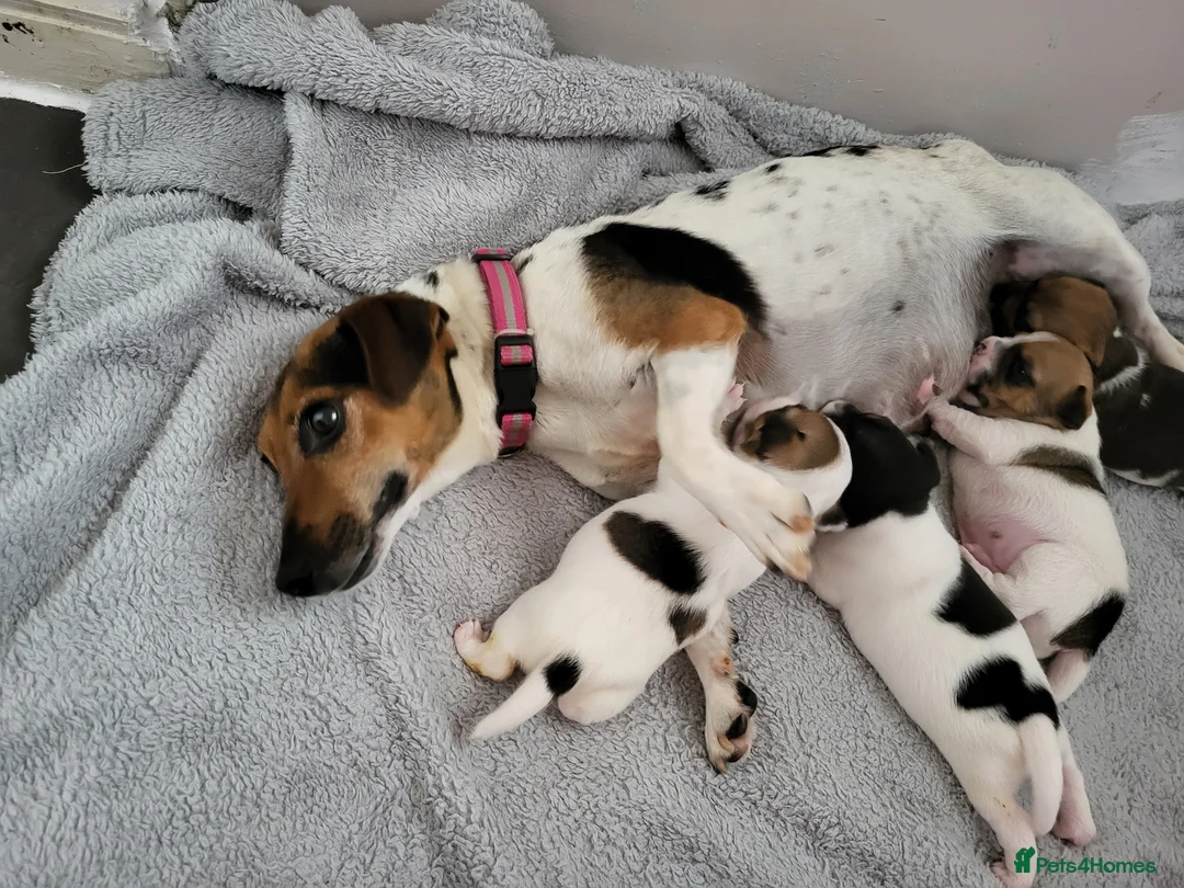 Jack Russell dogs for sale: Jack Russell puppies - Advert 8