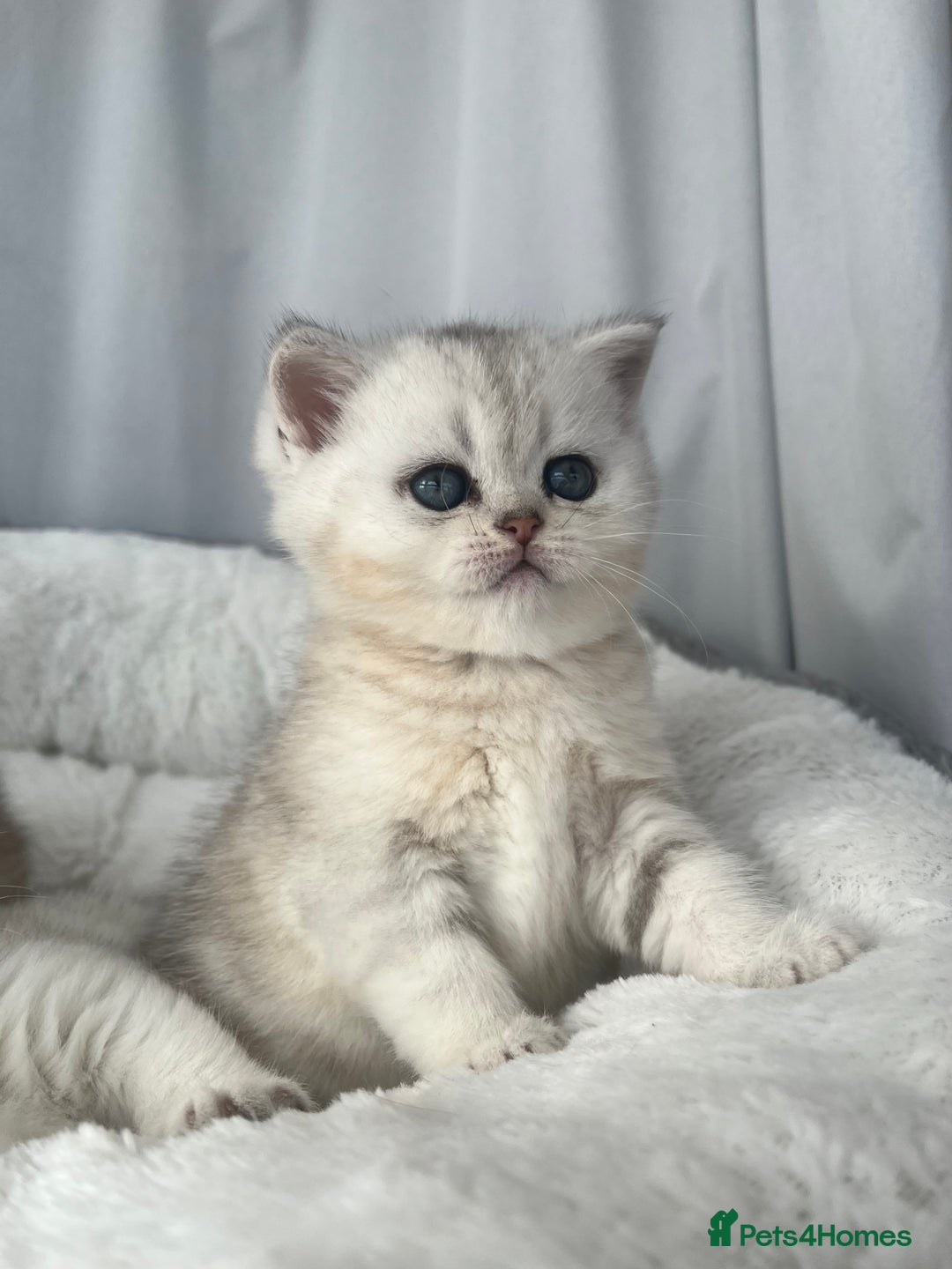 Scottish Fold cats for sale: Adorable Blue-Eyed Scottish Fold Kittens - Advert 15