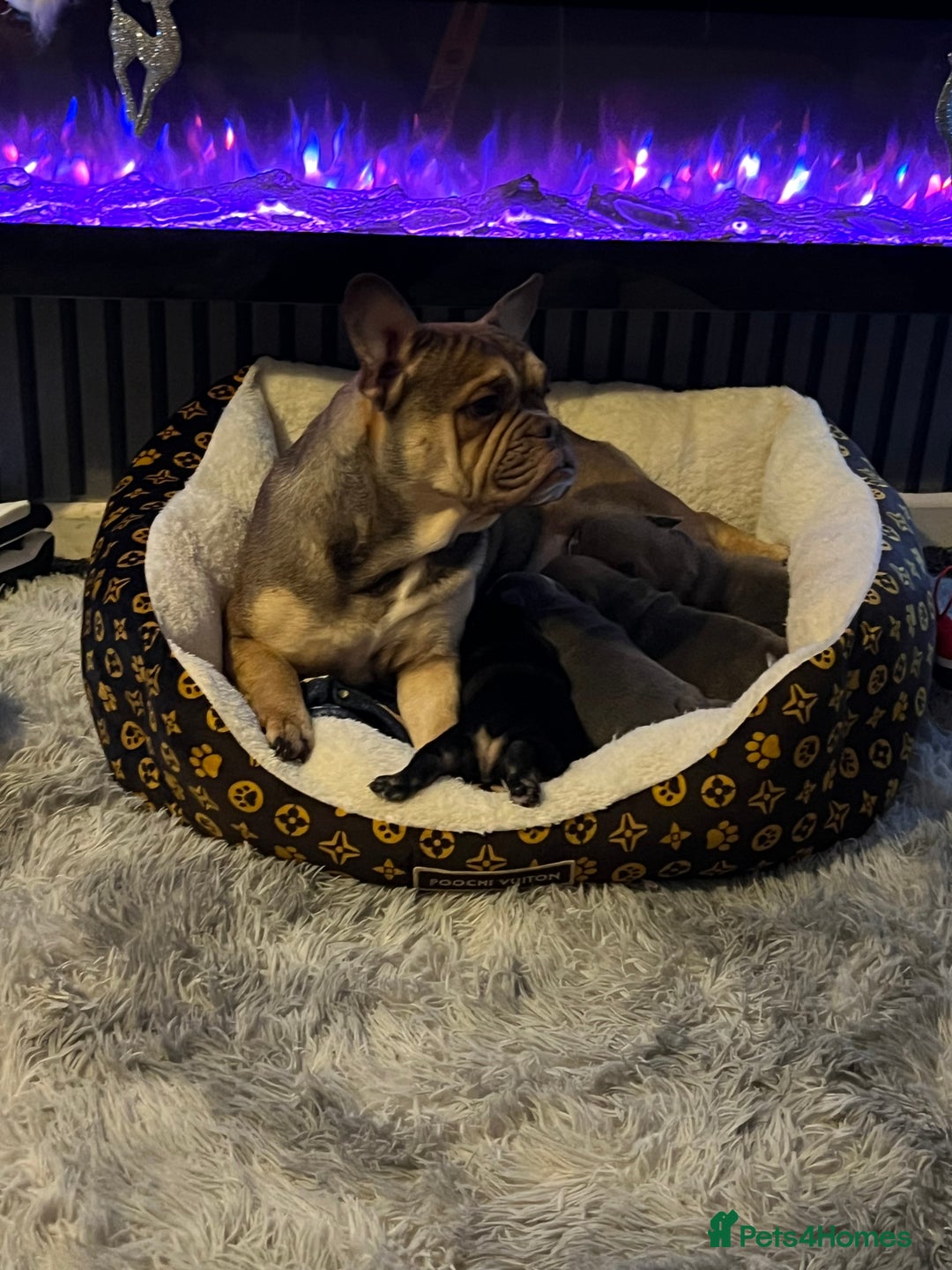 Mixed Breed dogs for sale: 3/4 English bulldog x 1/4 French bulldog - Advert 1