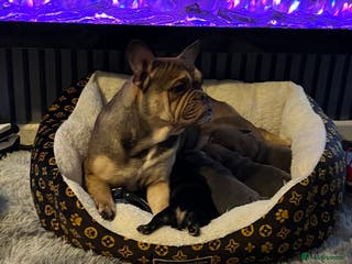 Mixed Breed dogs 3/4 English bulldog x 1/4 French bulldog - Advert 8