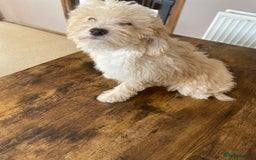 Shihpoo dogs for sale: Shihpoo Puppies f1b Fully Vaccinated Ready  - Image 24