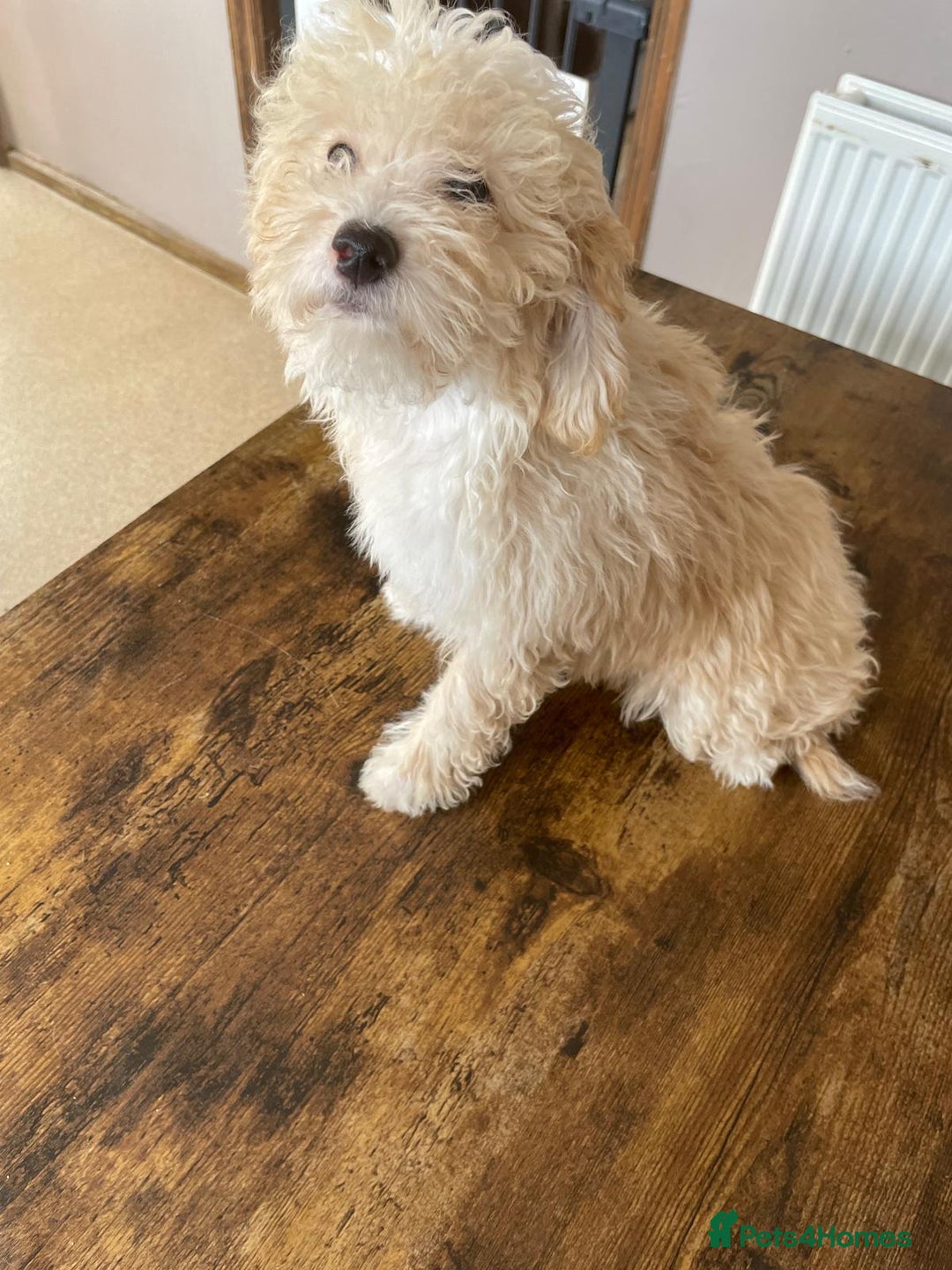 Shihpoo dogs for sale: Shihpoo Puppies f1b Fully Vaccinated Ready  - Image 24