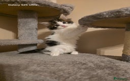 Mixed Breed cats for sale: 4 little kittens looking lovely new home.  - Image 19