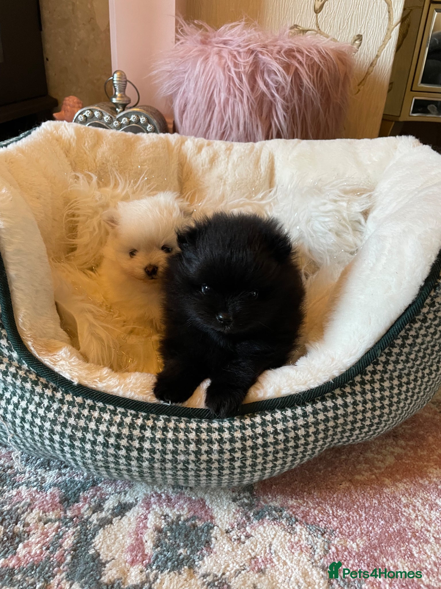 Pomeranian dogs Kc reg Teddy Bear Pomeranians  - Advert 16