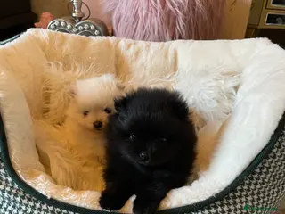 Pomeranian dogs Kc reg Teddy Bear Pomeranians - Advert 16