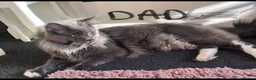 Maine Coon cats for sale: Mainecoon kittens - Advert 5