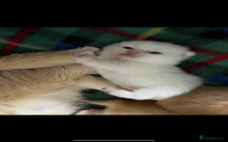 British Shorthair cats for sale: Gorgeous GCCF Ny12 + white kittens  - Image 6