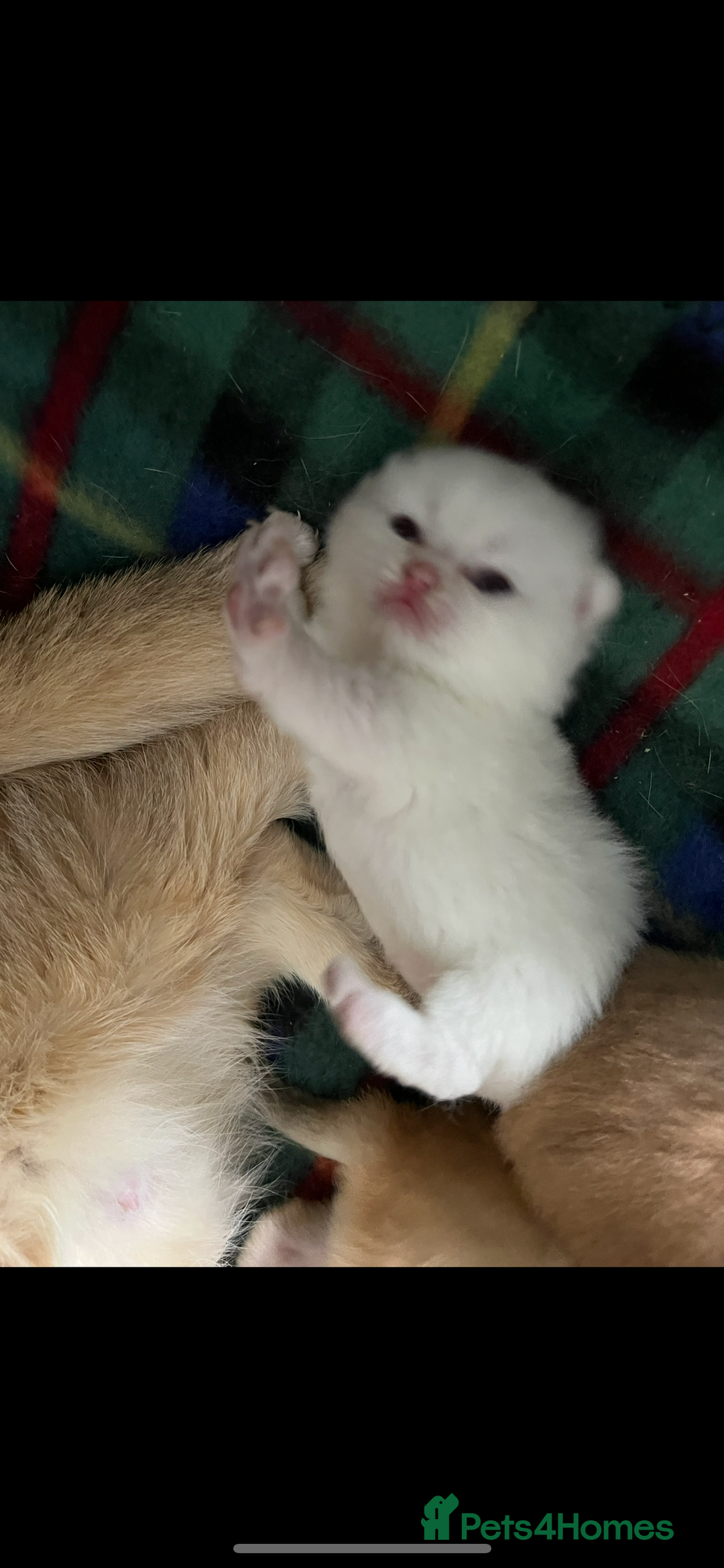 British Shorthair cats for sale: Gorgeous GCCF Ny12 + white kittens  - Image 6