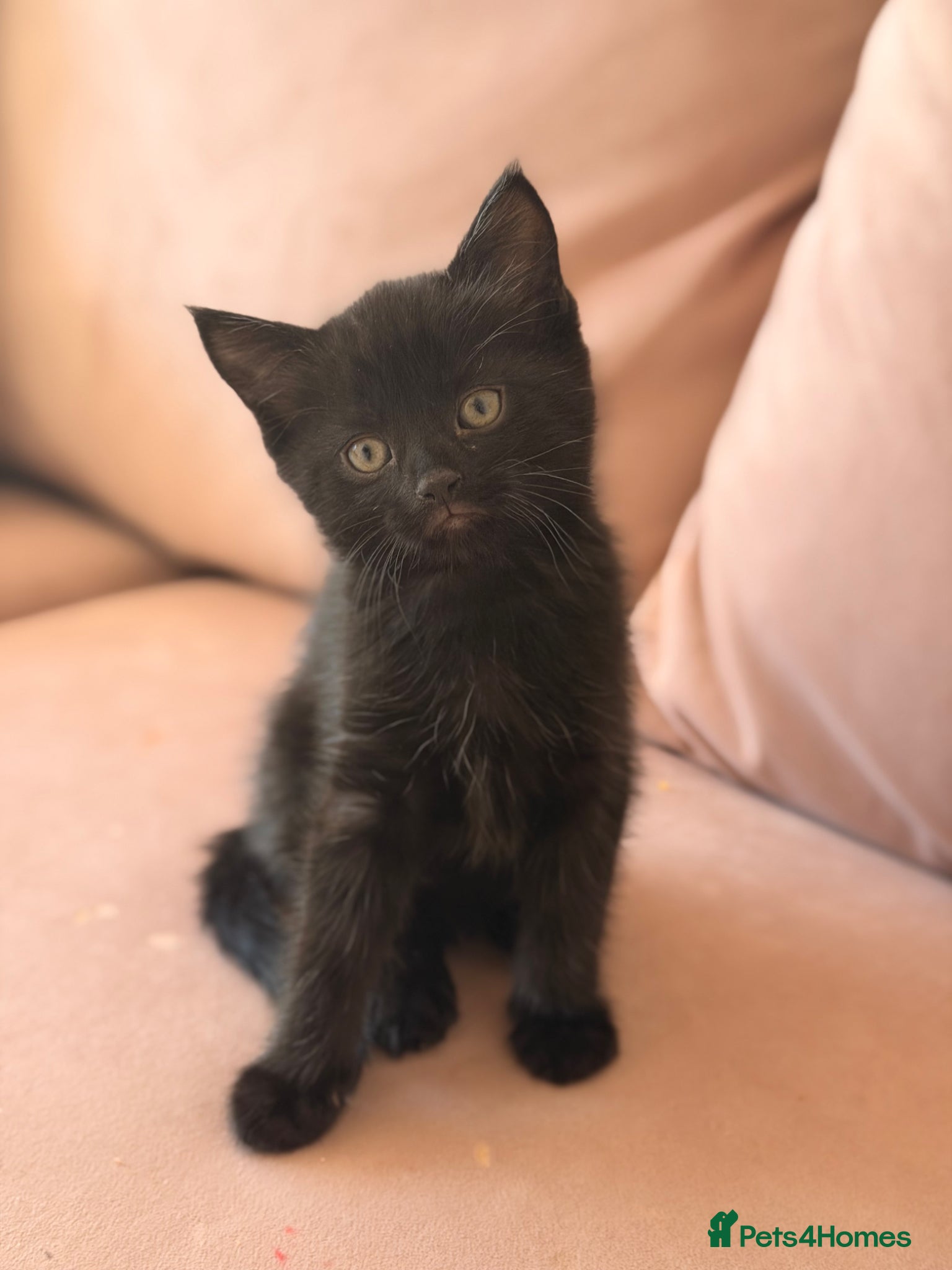 Bengal cats 8 week old black Bengal kitten 🐈‍⬛  - Advert 2