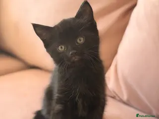 Bengal cats 8 week old black Bengal kitten 🐈⬛ - Advert 2