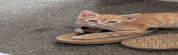 Mixed Breed cats for sale: 2 kittens for sale - Advert 10