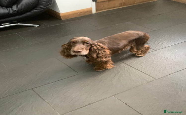 Cocker Spaniel dogs - Advert 3