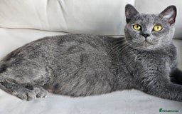 British Shorthair cats for sale: 4 years old British Short-hair - Image 9