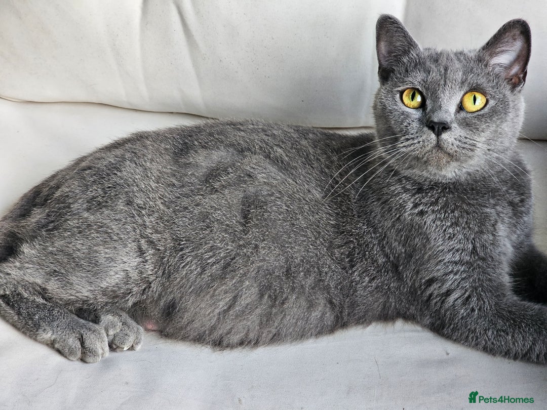 British Shorthair cats for sale: 4 years old British Short-hair - Image 9
