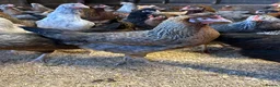 Chickens poultry for sale: Ready to lay Hens in a massive range of breeds  - Advert 6