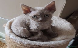 Devon Rex cats for sale: Beautiful Devon Rex Kittens - GCCF registered - Image 9