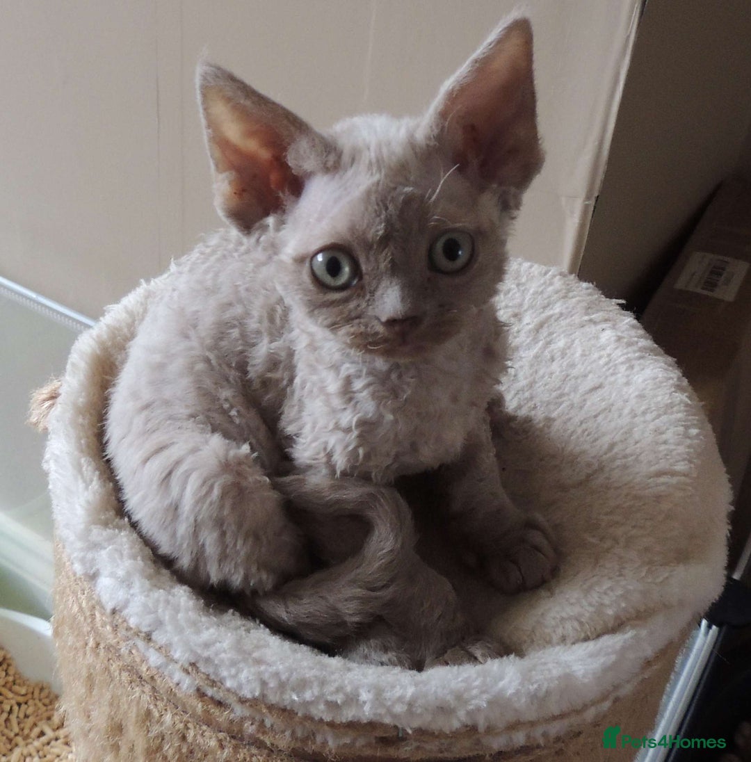 Devon Rex cats for sale: Beautiful Devon Rex Kittens - GCCF registered - Image 9