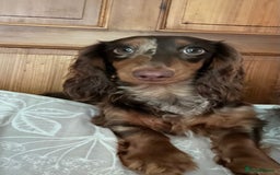 Miniature Dachshund dogs for sale: Mini longhaired Isabella/tan Dachshunds VACCINATED - Image 29