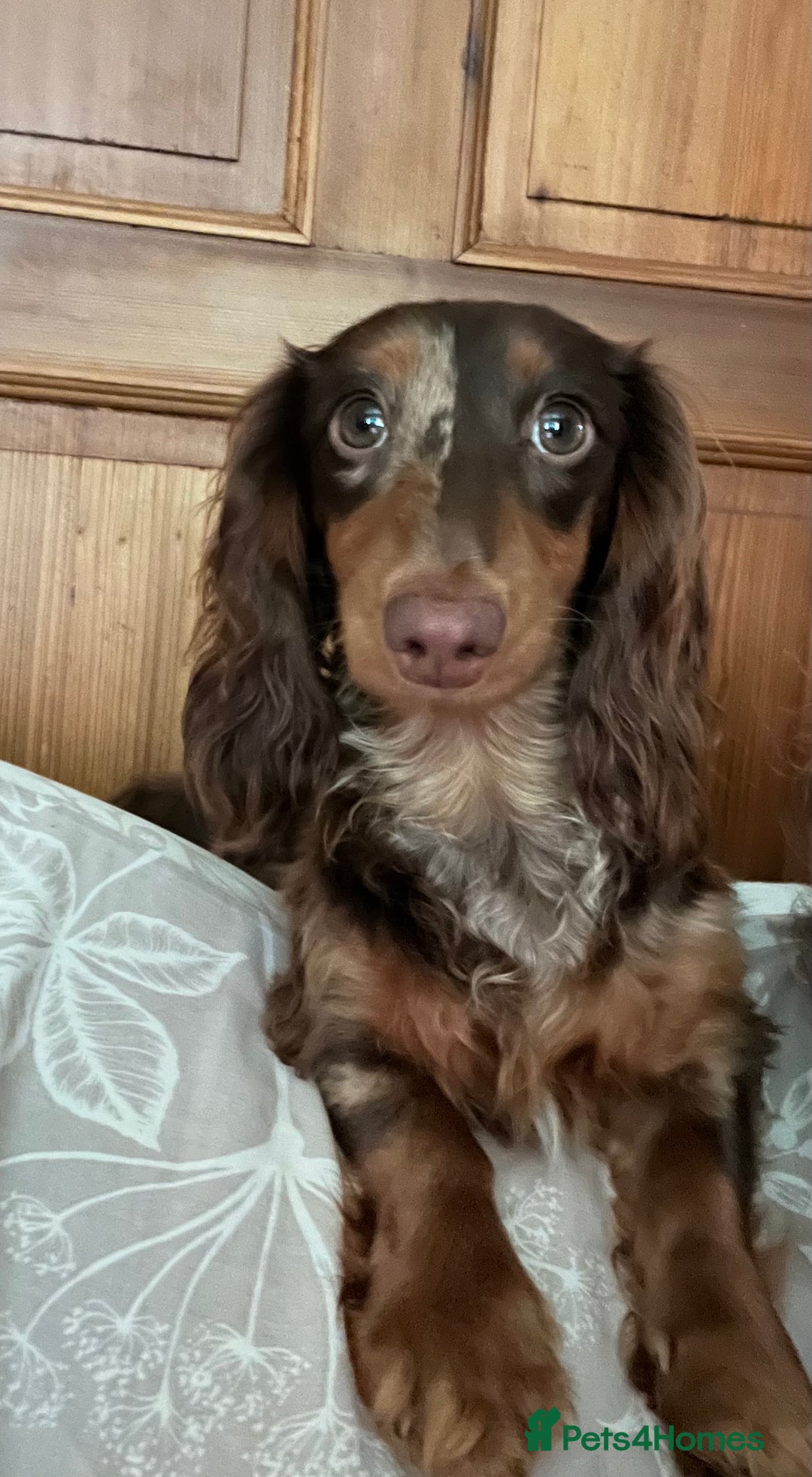 Miniature Dachshund dogs for sale: Mini longhaired Isabella/tan Dachshunds VACCINATED - Image 29