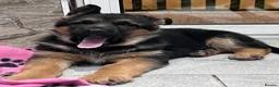 German Shepherd dogs for sale: KC reg German shepherd puppies  - Advert 5