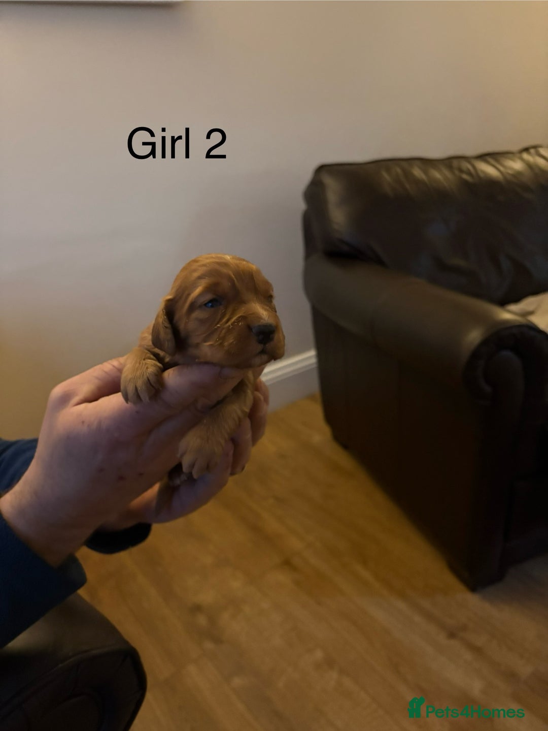 Cocker Spaniel dogs for sale: Cocker spaniels - Advert 5