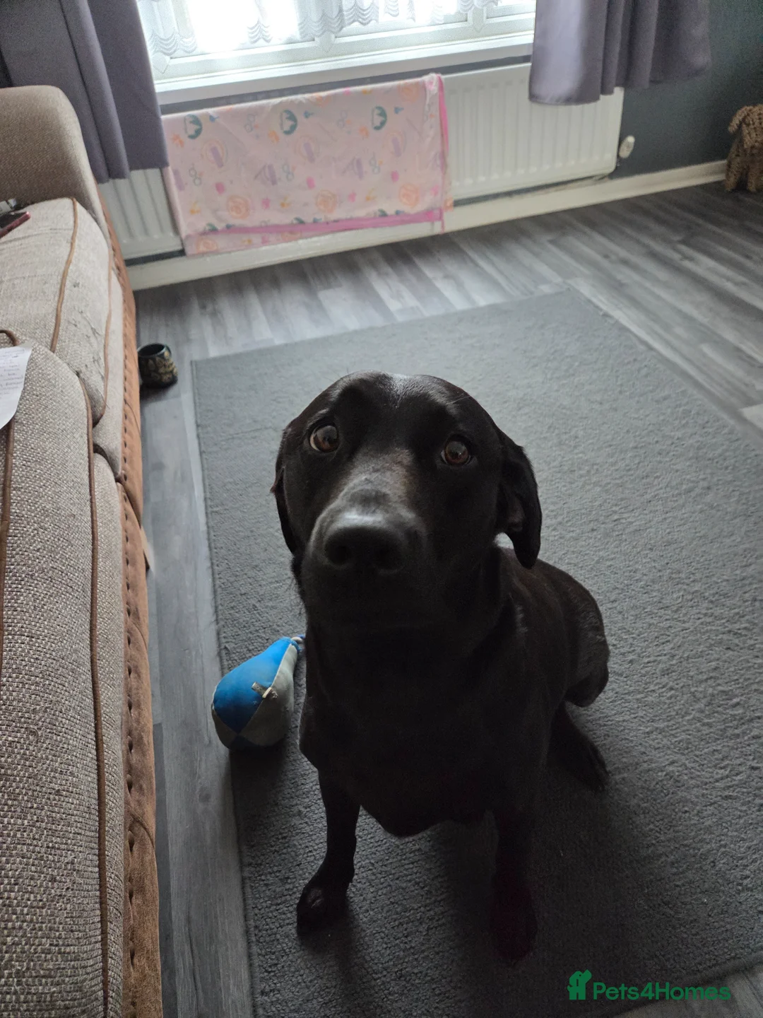 Labrador Retriever dogs for sale: Labrador puppys - Advert 1