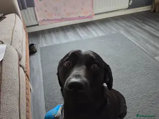 Labrador Retriever dogs Labrador puppys - Advert 3