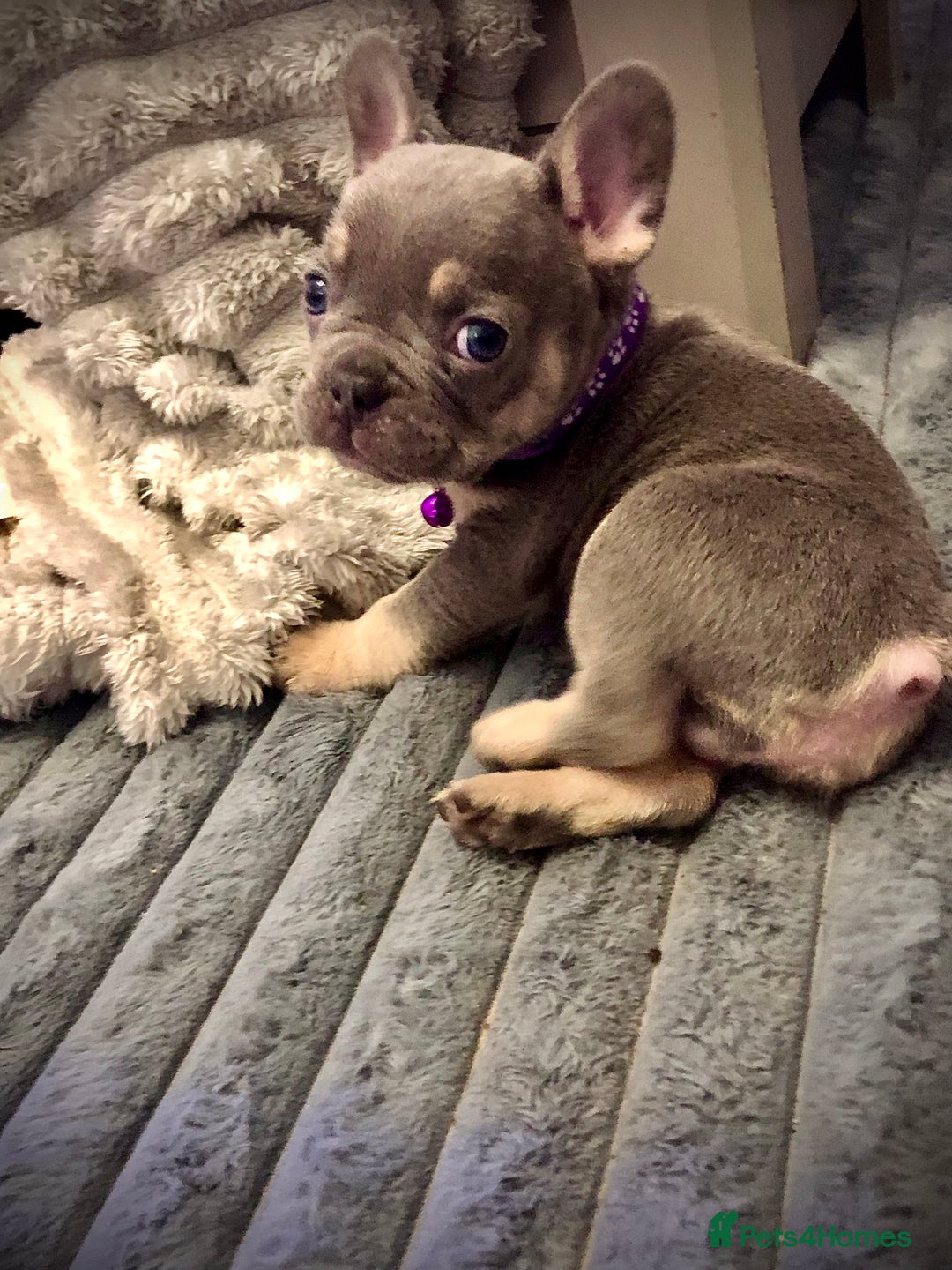 French Bulldog dogs for sale: Blue & tan French bulldogs  - Advert 3
