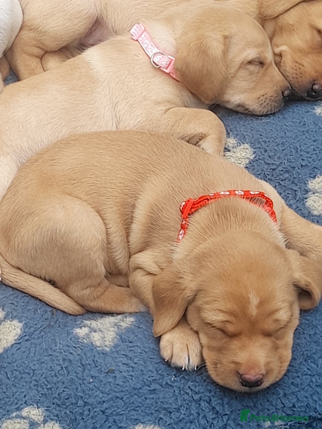 Labrador Retriever dogs for sale: KC Registered Labrador Puppies for sale  - Image 3