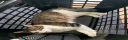 Maine Coon cats for sale: Simone - Maine coon cross - 7yrs - Advert 3