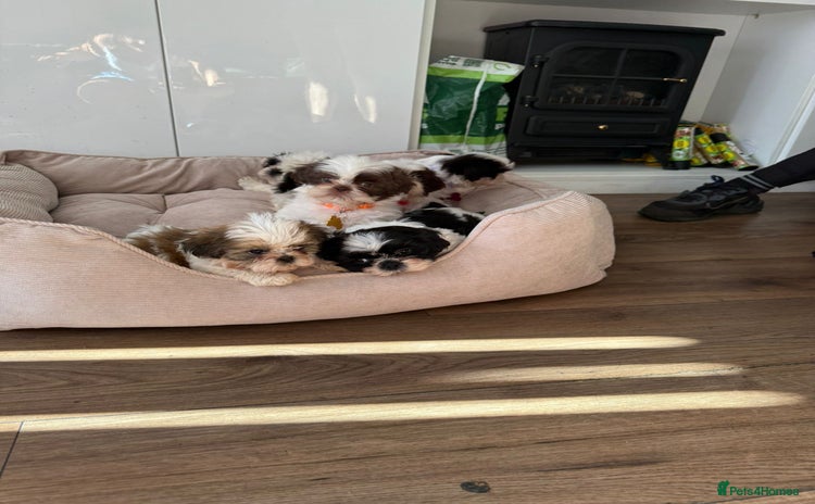 Shih Tzu dogs - Advert 9