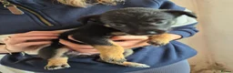 Mixed Breed dogs for sale: Kelpie cross collie puppies  - Advert 10