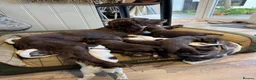 Sprocker dogs for sale: Sprocker spaniel  - Advert 10
