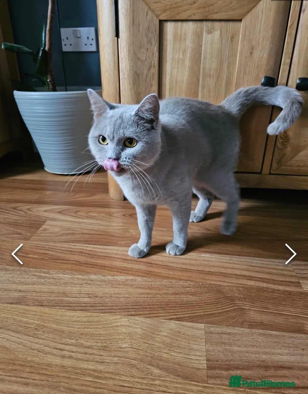 British Shorthair cats for sale: 10 weeks old short haired male Kitten  in Stowmarket - Advert 1