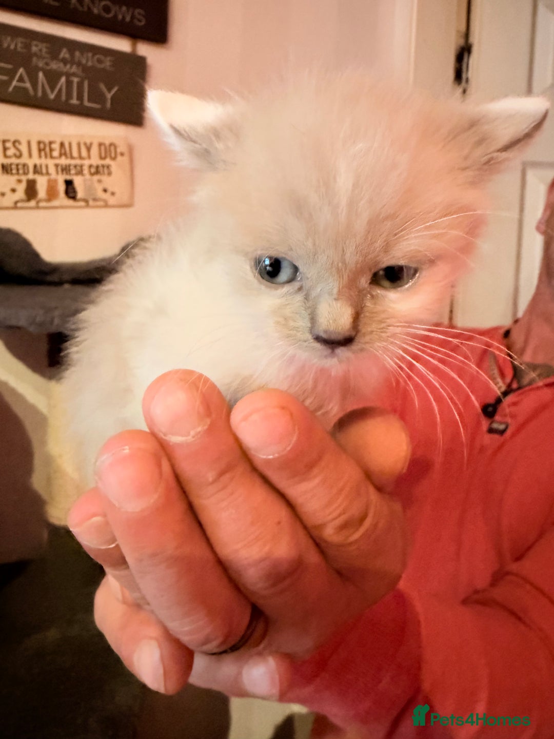 Ragdoll cats for sale: Ragdoll kittens **3** left - Image 10