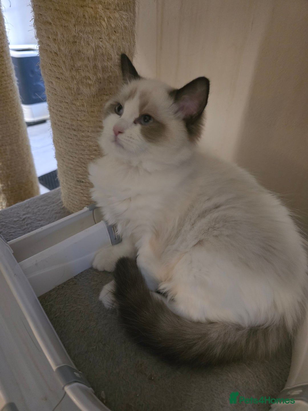 Ragdoll cats for sale: Gccf registered little Queens available 🥰 - Advert 24