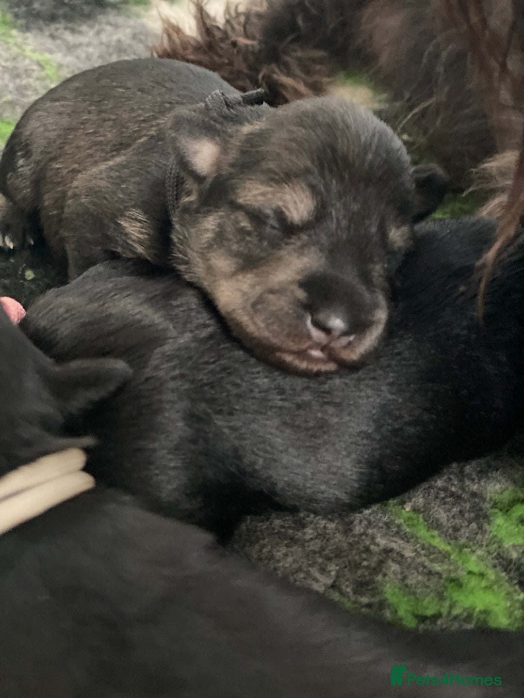 Miniature Schnauzer dogs for sale: 5*KC MINIATURE SCHNAUZER PUPPIES  - Advert 2