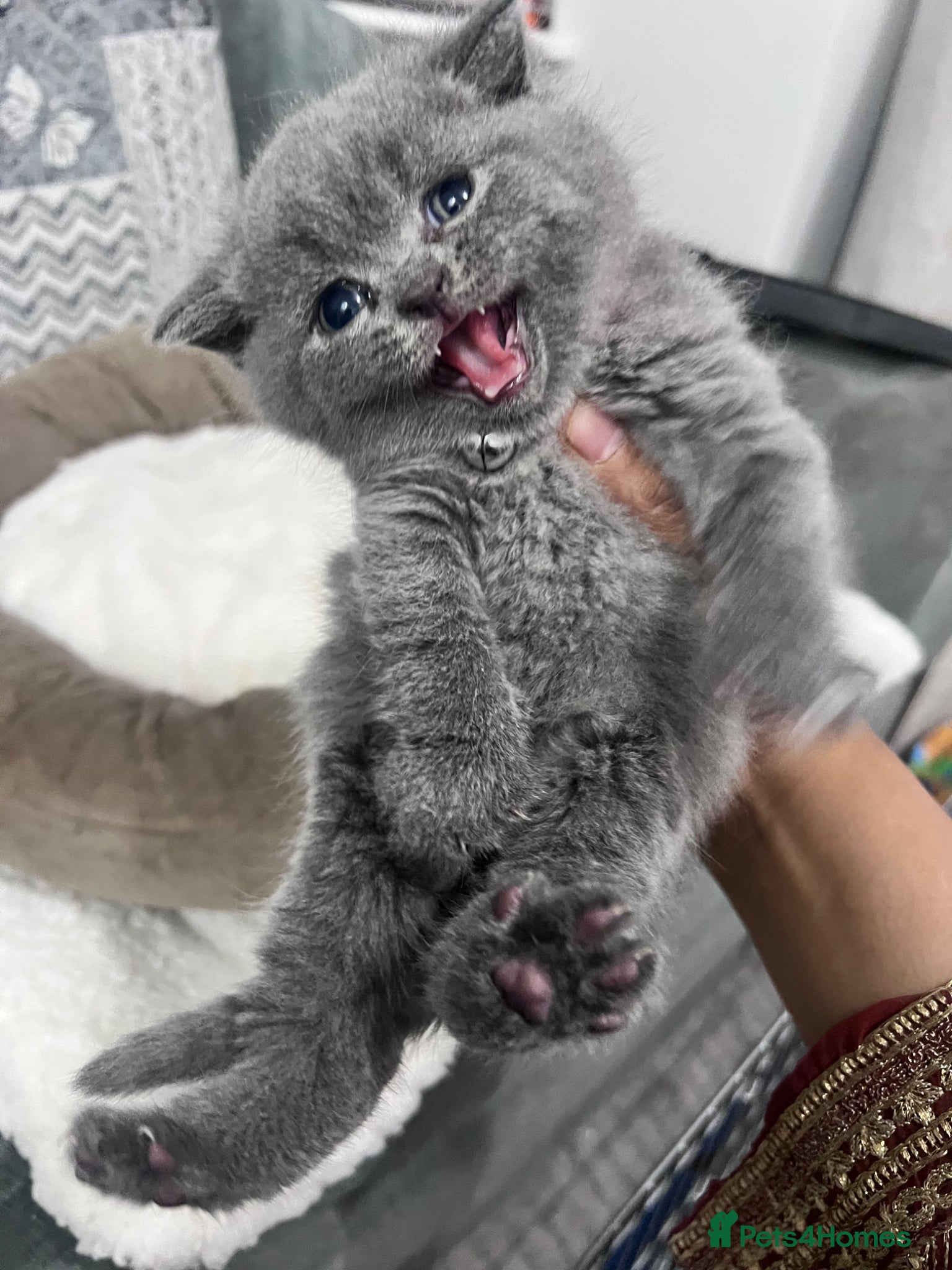 British Shorthair cats British shorthair 1 blue 1 lilac - Advert 2